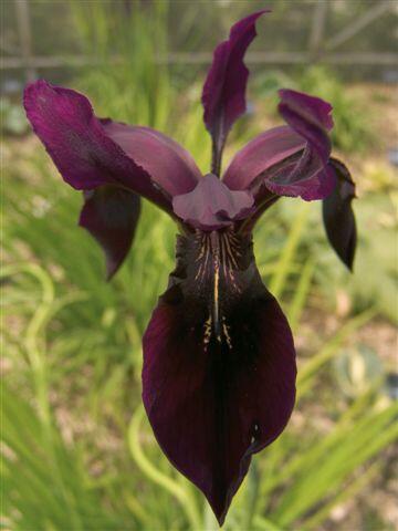 Kosatec černý - Iris chrysographes