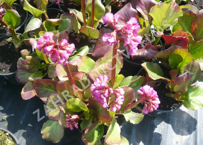 Bergénie srdčitá - Bergenia cordifolia