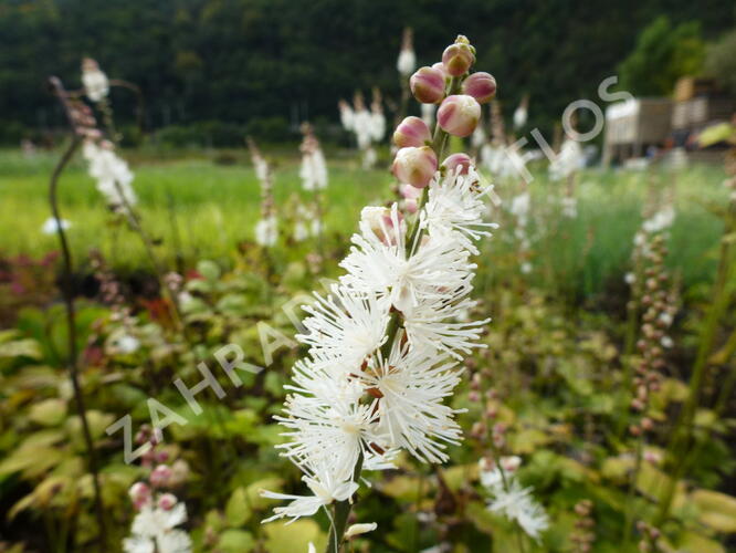 Ploštičník hroznatý - Cimicifuga ramosa