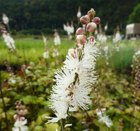 Ploštičník hroznatý - Cimicifuga ramosa