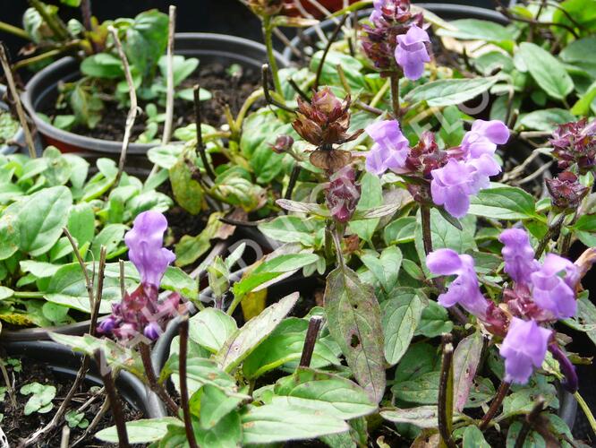 Černohlávek velkokvětý 'Bella Deep Rose' - Prunella grandiflora 'Bella Deep Rose'