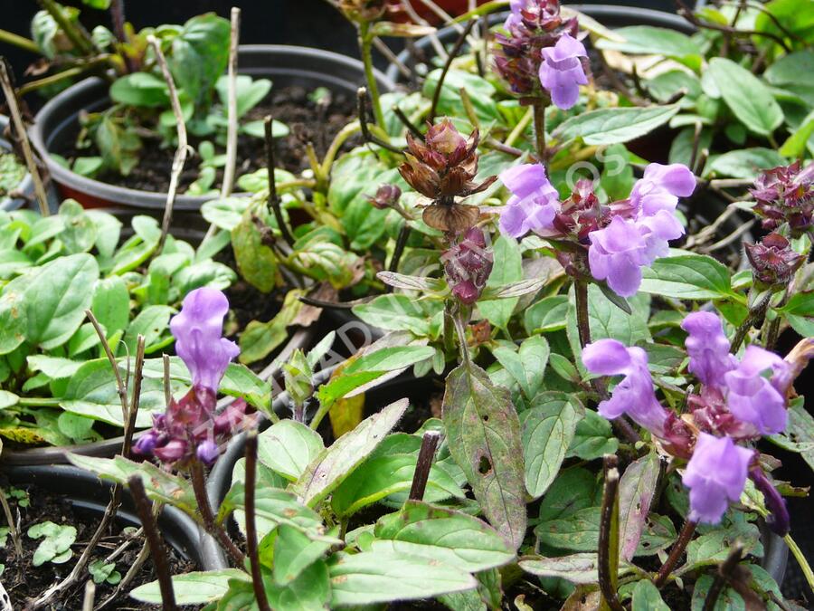 Černohlávek velkokvětý 'Bella Deep Rose' - Prunella grandiflora 'Bella Deep Rose'