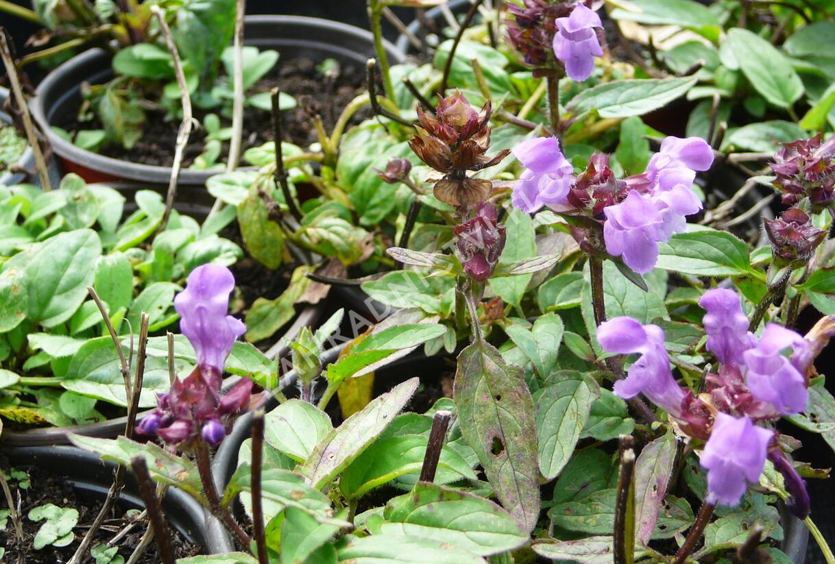 Černohlávek velkokvětý 'Bella Deep Rose' - Prunella grandiflora 'Bella Deep Rose'