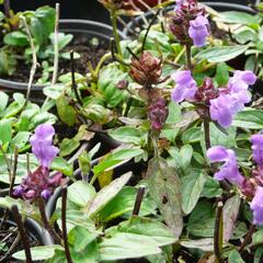 Černohlávek velkokvětý 'Bella Deep Rose' - Prunella grandiflora 'Bella Deep Rose'