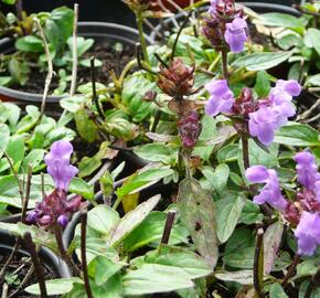 Černohlávek velkokvětý 'Bella Deep Rose'