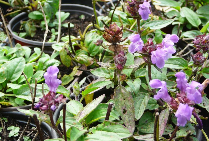 Černohlávek velkokvětý 'Bella Deep Rose' - Prunella grandiflora 'Bella Deep Rose'