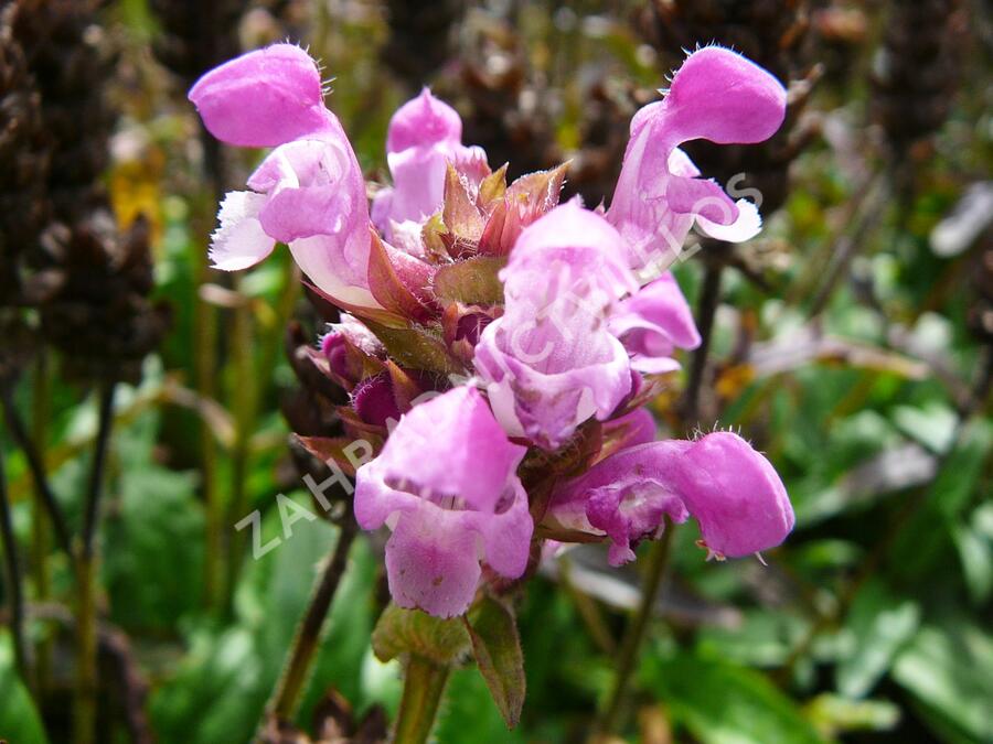 Černohlávek velkokvětý 'Altenberg Rosa' - Prunella grandiflora 'Altenberg Rosa'