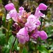Černohlávek velkokvětý 'Altenberg Rosa' - Prunella grandiflora 'Altenberg Rosa'