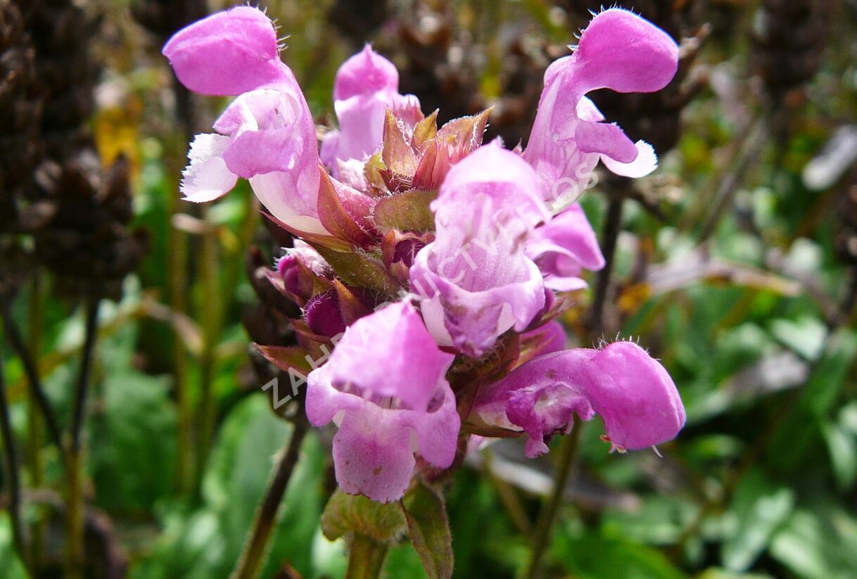 Černohlávek velkokvětý 'Altenberg Rosa' - Prunella grandiflora 'Altenberg Rosa'