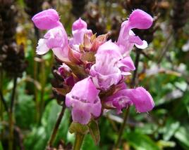 Černohlávek velkokvětý 'Altenberg Rosa'