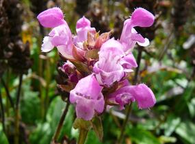Černohlávek velkokvětý 'Altenberg Rosa' - Prunella grandiflora 'Altenberg Rosa'