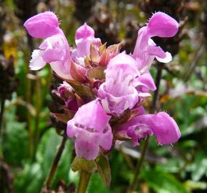 Černohlávek velkokvětý 'Altenberg Rosa'