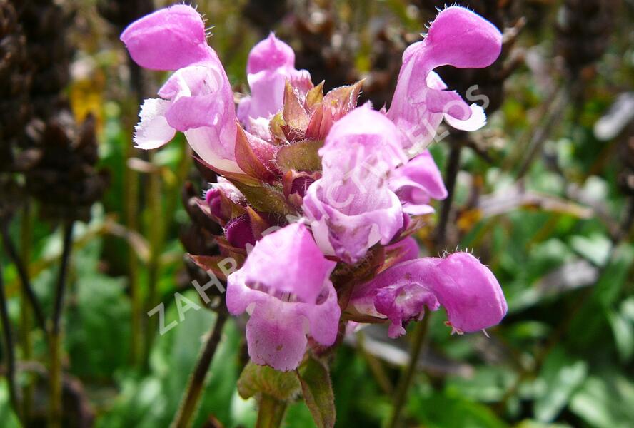 Černohlávek velkokvětý 'Altenberg Rosa' - Prunella grandiflora 'Altenberg Rosa'