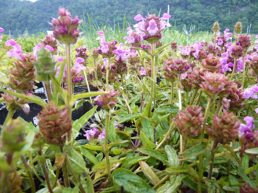 Černohlávek velkokvětý 'Altenberg Rosa' - Prunella grandiflora 'Altenberg Rosa'
