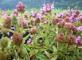Černohlávek velkokvětý 'Altenberg Rosa' - Prunella grandiflora 'Altenberg Rosa'