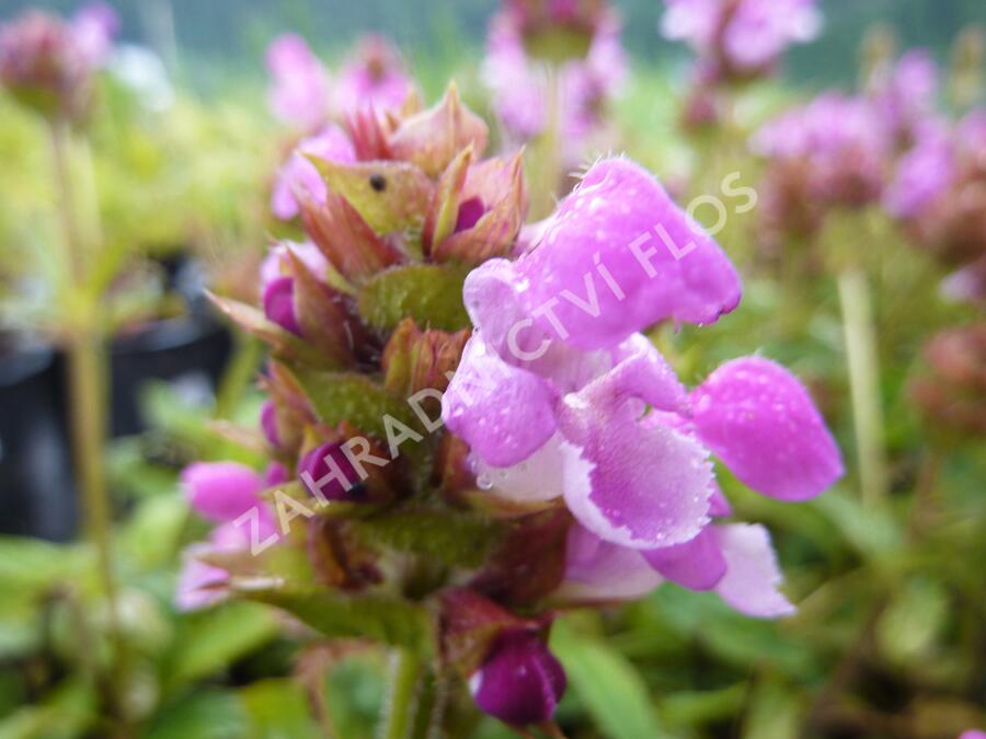 Černohlávek velkokvětý 'Altenberg Rosa' - Prunella grandiflora 'Altenberg Rosa'