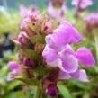 Černohlávek velkokvětý 'Altenberg Rosa' - Prunella grandiflora 'Altenberg Rosa'