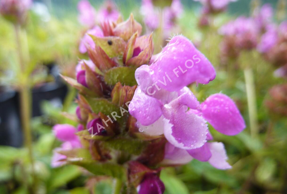 Černohlávek velkokvětý 'Altenberg Rosa' - Prunella grandiflora 'Altenberg Rosa'