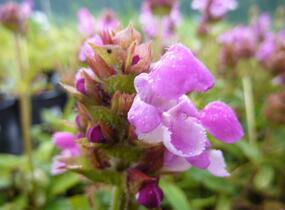 Černohlávek velkokvětý 'Altenberg Rosa' - Prunella grandiflora 'Altenberg Rosa'