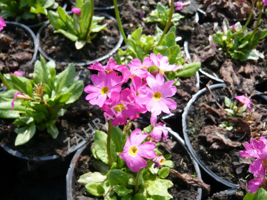 Prvosenka růžová 'Gigas' - Primula rosea 'Gigas'