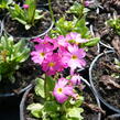 Prvosenka růžová 'Gigas' - Primula rosea 'Gigas'