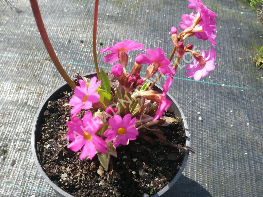 Prvosenka růžová 'Gigas' - Primula rosea 'Gigas'