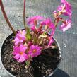 Prvosenka růžová 'Gigas' - Primula rosea 'Gigas'