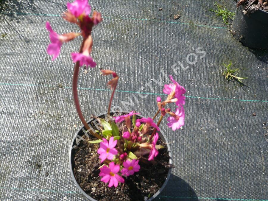 Prvosenka růžová 'Gigas' - Primula rosea 'Gigas'