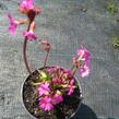 Prvosenka růžová 'Gigas' - Primula rosea 'Gigas'