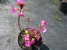 Prvosenka růžová 'Gigas' - Primula rosea 'Gigas'