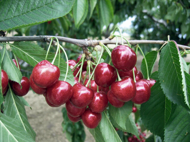 Třešeň pozdní - chrupka 'Lapins' - Prunus avium 'Lapins'