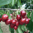 Třešeň pozdní - chrupka 'Lapins' - Prunus avium 'Lapins'