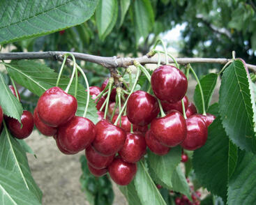 Třešeň pozdní chrupka 'Lapins'