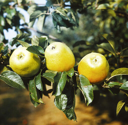 Jabloň zimní 'Zvonkové' - Malus domestica 'Zvonkové'