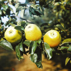 Jabloň zimní 'Zvonkové' - Malus domestica 'Zvonkové'