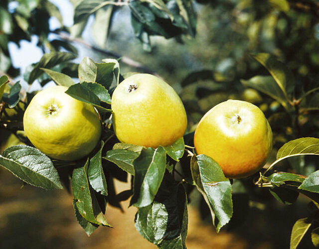 Jabloň zimní 'Zvonkové' - Malus domestica 'Zvonkové'