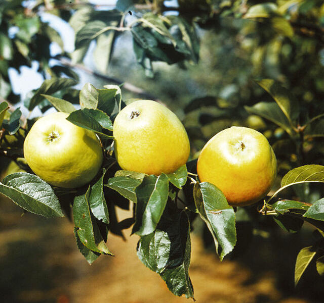 Jabloň zimní 'Zvonkové' - Malus domestica 'Zvonkové'