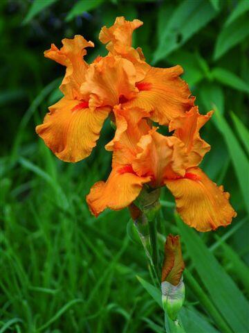 Kosatec německý 'Firebreather' - Iris barbata-elatior 'Firebreather'