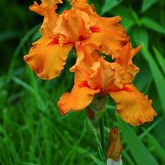 Kosatec německý 'Firebreather' - Iris barbata-elatior 'Firebreather'