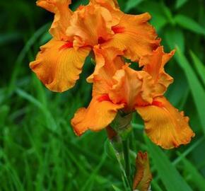 Kosatec německý 'Firebreather' - Iris barbata-elatior 'Firebreather'