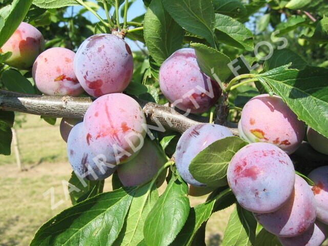 Bluma středně raná 'Opál' - Prunus domestica 'Opál'