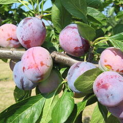 Slíva - velmi raná 'Opál' - Prunus domestica 'Opál'