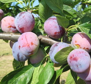 Slíva - velmi raná 'Opál' - Prunus domestica 'Opál'