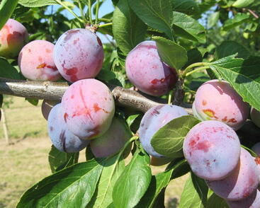Bluma středně raná 'Opál'