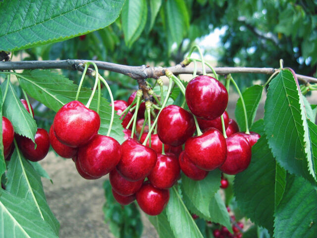 Třešeň pozdní - chrupka 'Stella' - Prunus avium 'Stella'