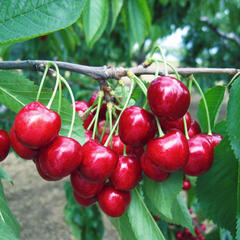 Třešeň pozdní - chrupka 'Stella' - Prunus avium 'Stella'