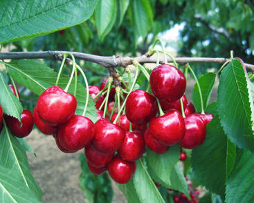 Třešeň pozdní chrupka 'Stella'