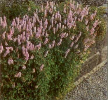 Rdesno - Persicaria vacciniifolia