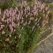 Rdesno - Persicaria vacciniifolia