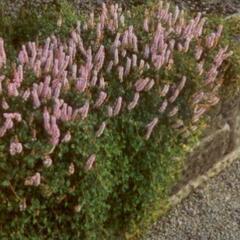 Rdesno - Persicaria vacciniifolia